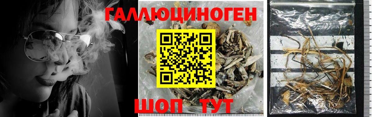 Гурьевск  Псилоцибиновые грибы MAGIC MUSHROOMS  Галлюциногенные грибы Magic Shrooms  Вход с VPN 
